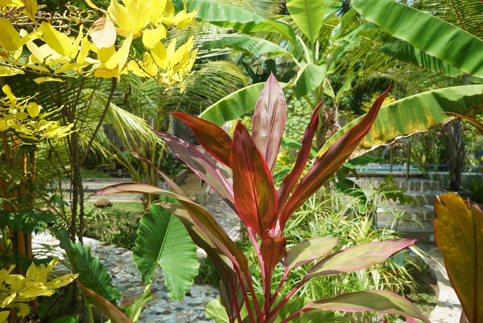Red Coconut Villa Bentota Ngoại thất bức ảnh
