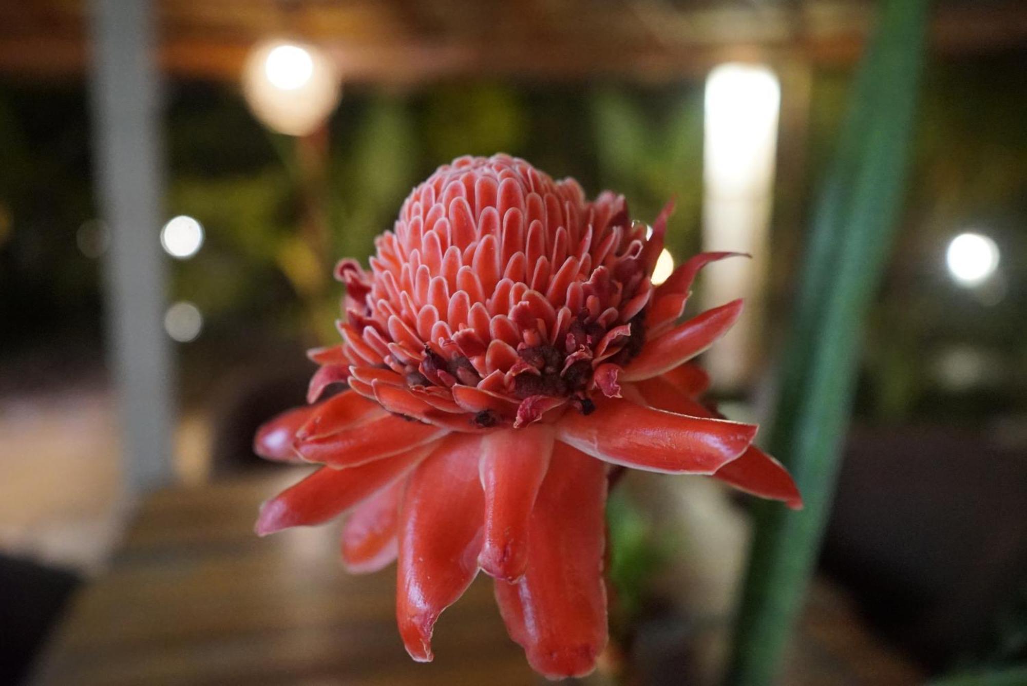 Red Coconut Villa Bentota Ngoại thất bức ảnh
