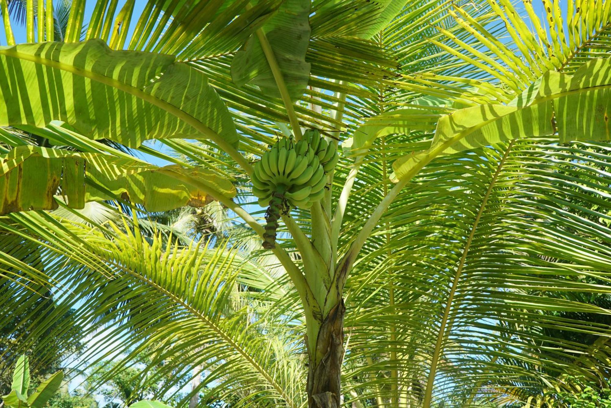 Red Coconut Villa Bentota Ngoại thất bức ảnh